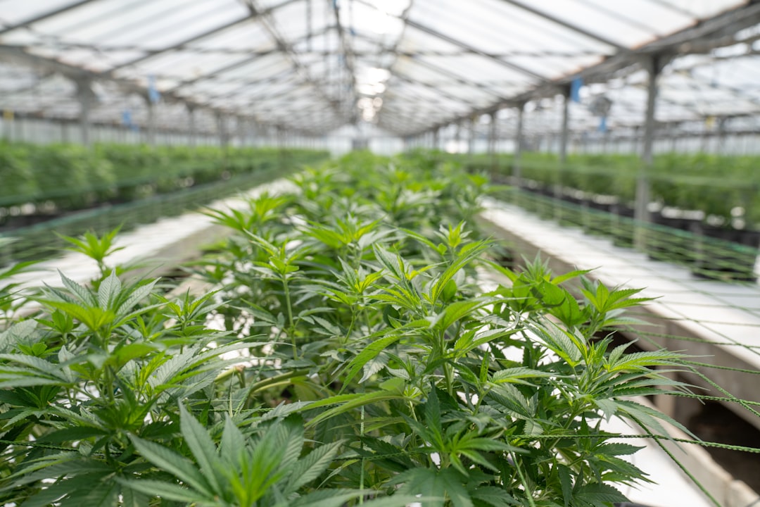 Legal Experts Caution Cannabis Industry on DEA Registration Following Medical ... - Hemp Gazette