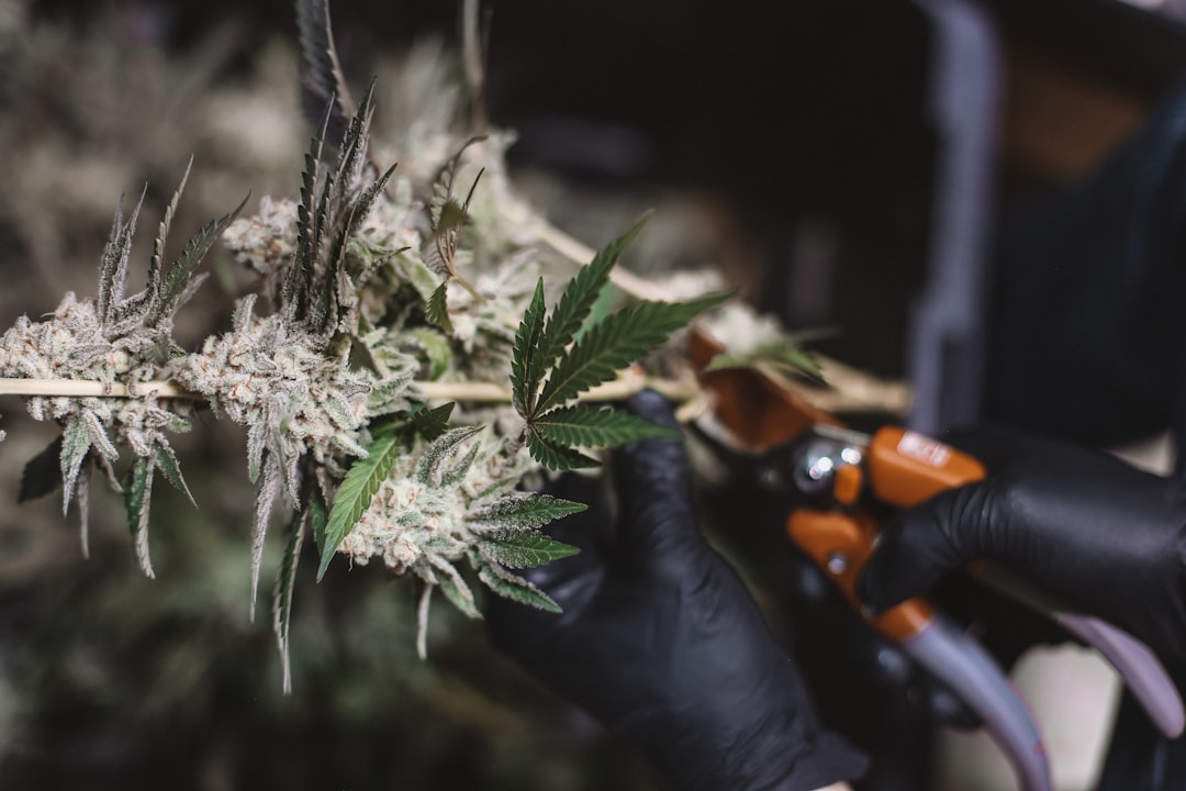 ced unsplash gwEUS0vCih4