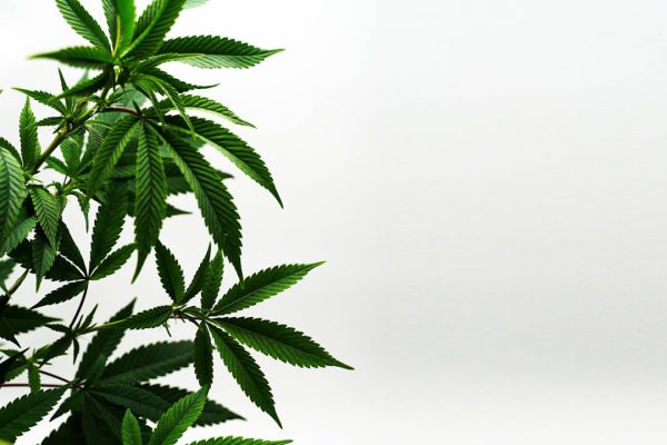 Researchers Can Now Study State-Legal Medical Cannabis, But Hurdles Remain