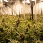 Cannabis use does not lower testosterone, study concludes - Medical Xpress