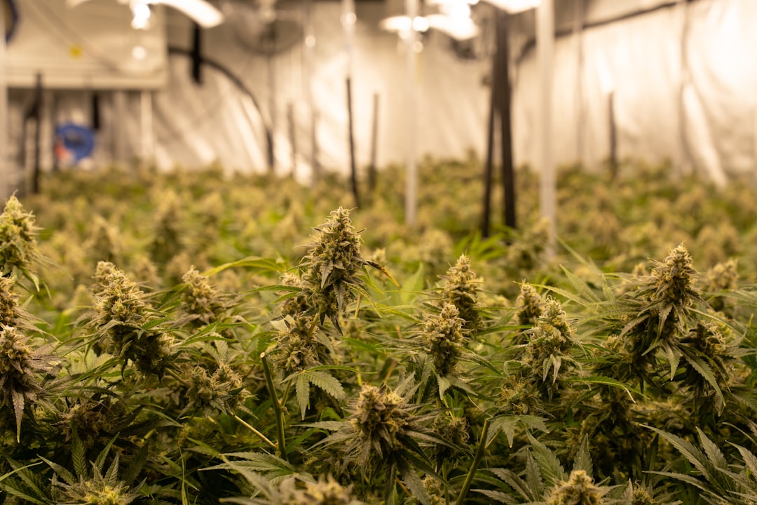 Cannabis use does not lower testosterone, study concludes - Medical Xpress