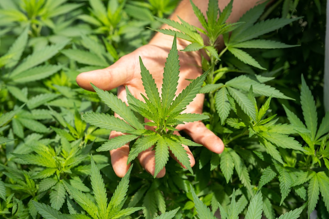 A Thirsty Crop In A Drying Climate: The Hidden Water Cost Of Cannabis - AOL.com