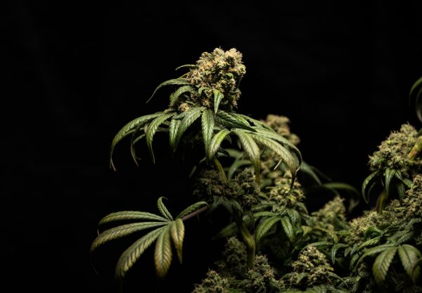 Researchers Identify Genetic Pathways Linking Cannabis Use Disorder and Psychosis Risk
