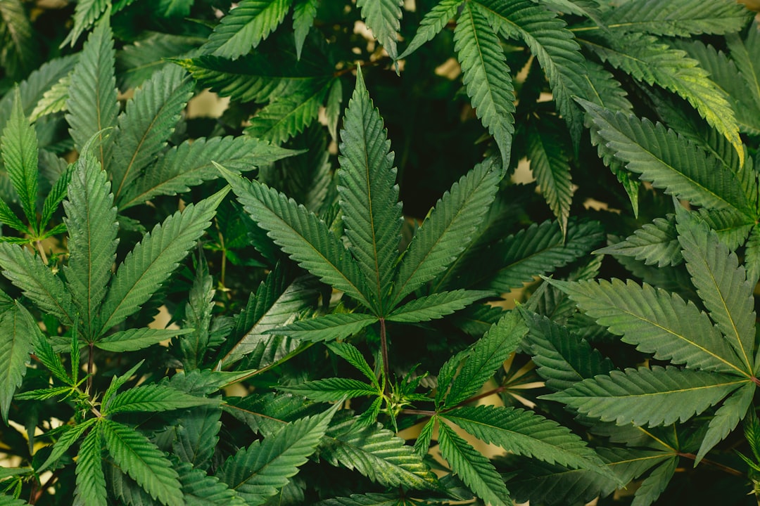 What's the latest with cannabis and schizophrenia? - Medical News Bulletin 32 What's the latest with cannabis and schizophrenia? - Medical News Bulletin