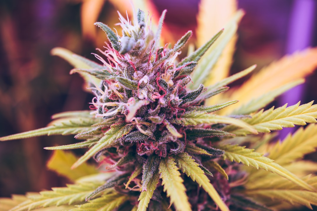 In the Mix: Synthetic Cannabinoid Trafficking Update — May 21, 2026 31 In the Mix: 1 More Article — May 21, 2026