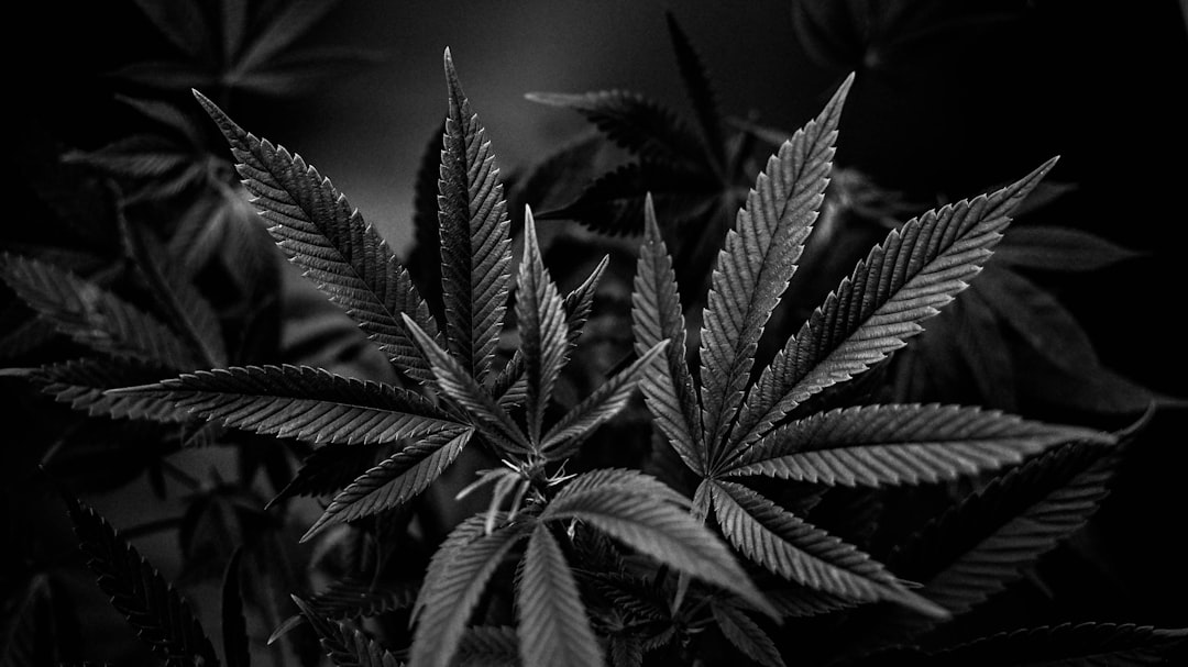 Is marijuana available for recreational use? : r/Ohio - Reddit
