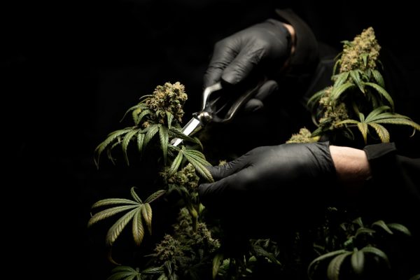 Endocannabinoid System Research: Cannabis Dosing Guidelines for Family Medicine