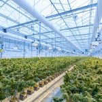 A Thirsty Crop In A Drying Climate: The Hidden Water Cost Of Cannabis - AOL.com