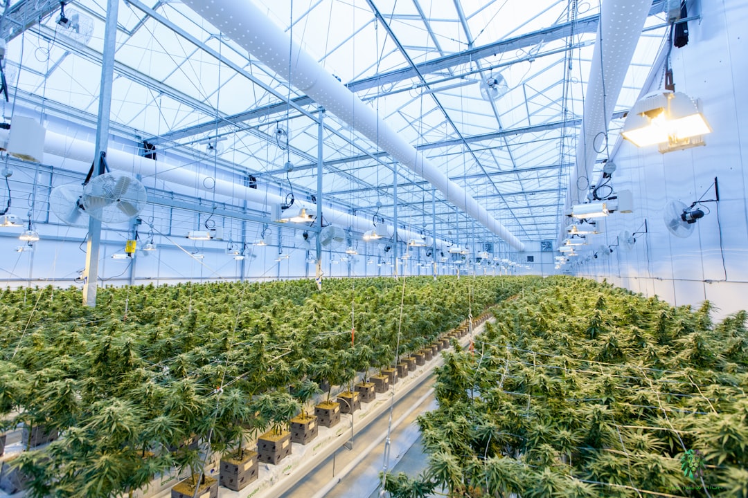 A Thirsty Crop In A Drying Climate: The Hidden Water Cost Of Cannabis - AOL.com