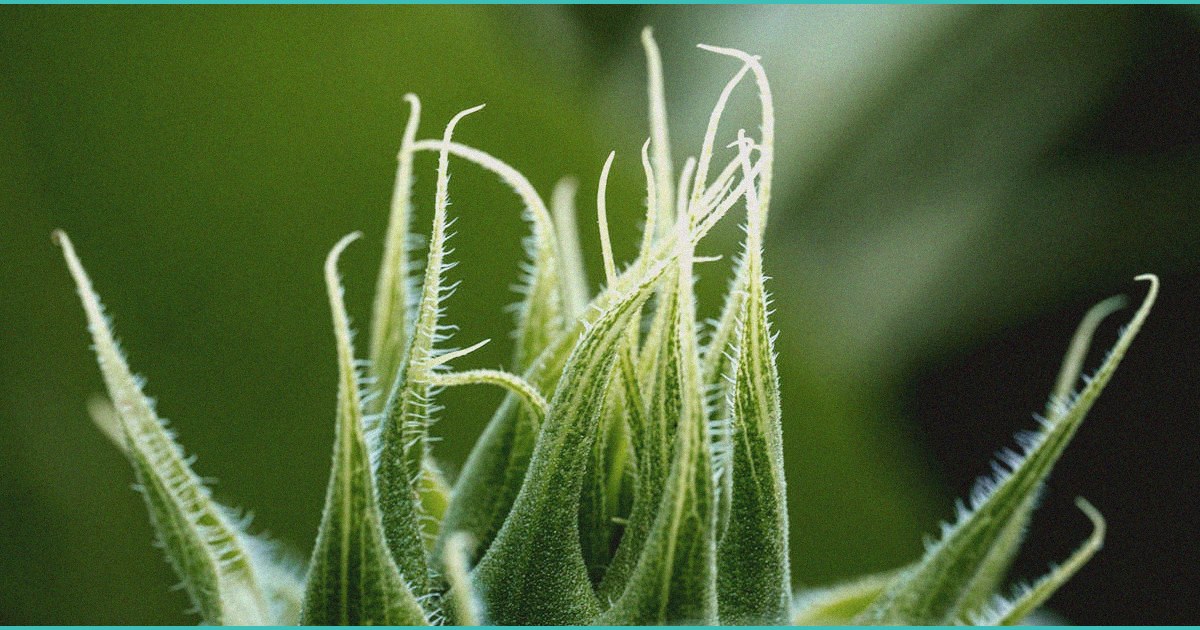 dr juan rivera cbd gummies a practical look at t