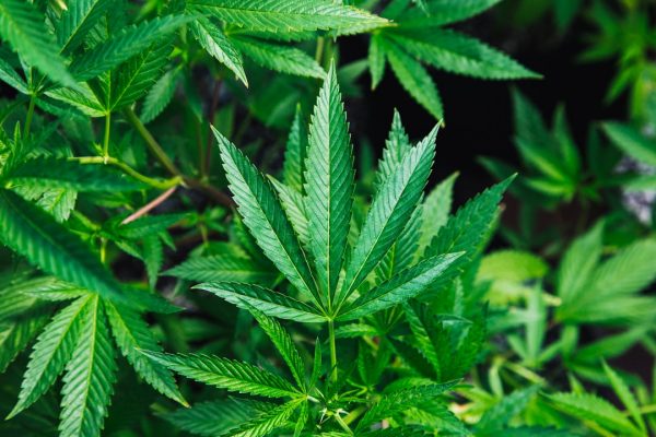 Americans support cannabis rescheduling, study finds – EurekAlert!