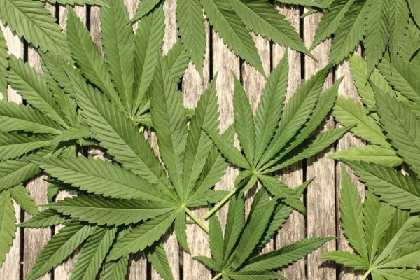 Cannabidiol Fragile X Trial Fails to Meet Primary Endpoint – Hemp Gazette