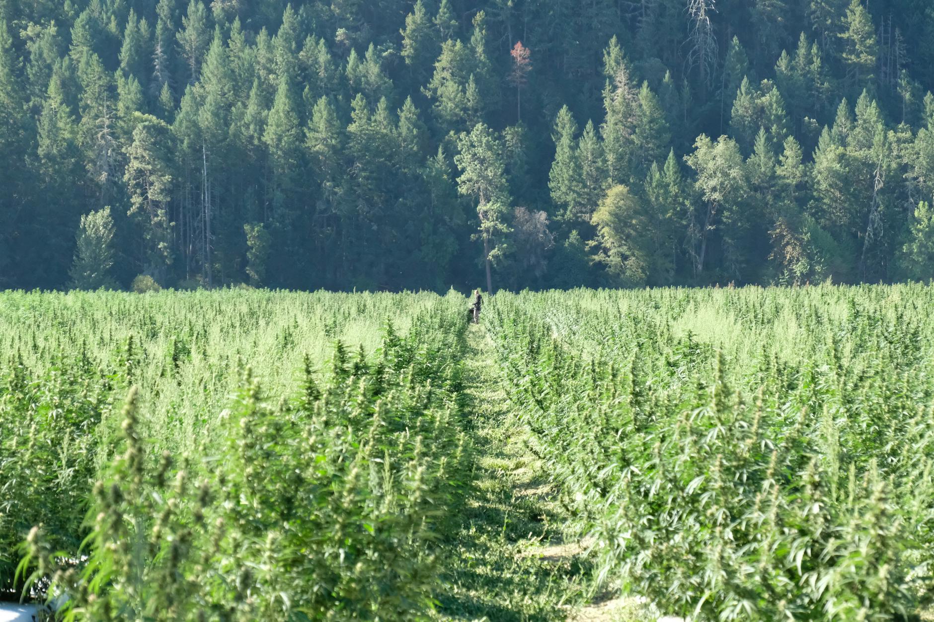 Editorial image for Trinity County to ban industrial hemp cultivation to protect local cannabis industry - KRCR