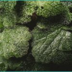 what do cbd gummies cost in 2026 a practical brea