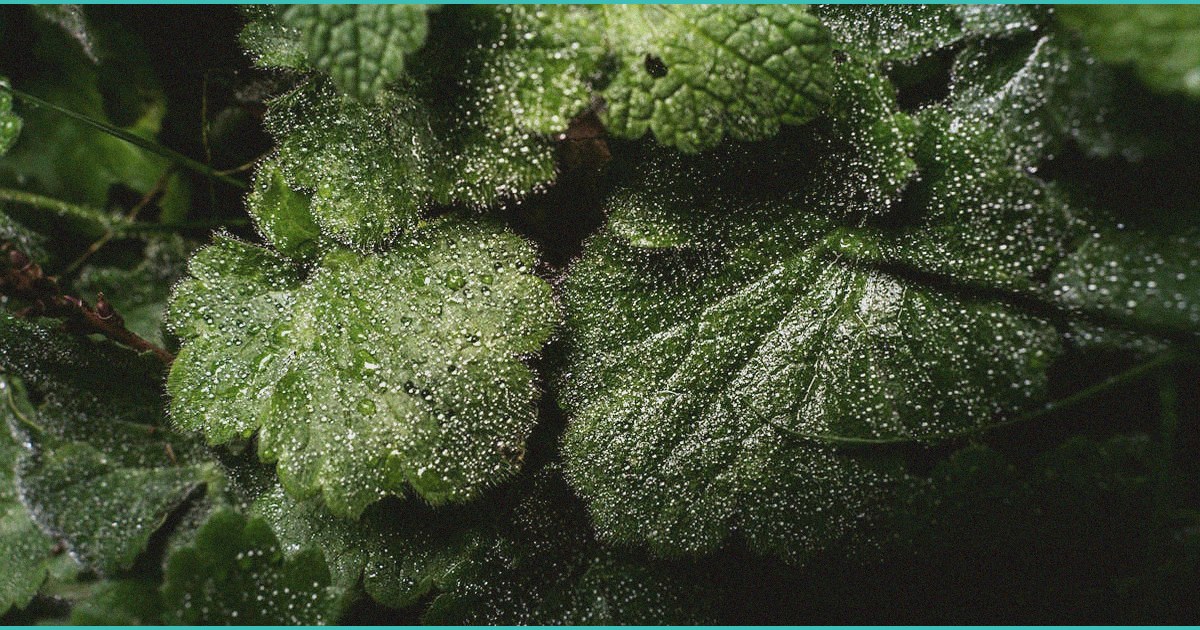 what do cbd gummies cost in 2026 a practical brea