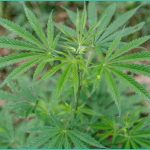 what doctors want you to know about cannabis and h