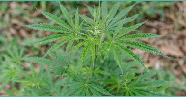 What Doctors Want You to Know About Cannabis and Health – The New York Times