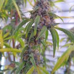 Your favorite name for cannabis is...