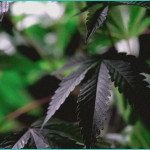 after moves to protect medical marijuana trump as