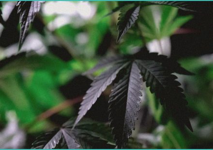 after moves to protect medical marijuana trump as