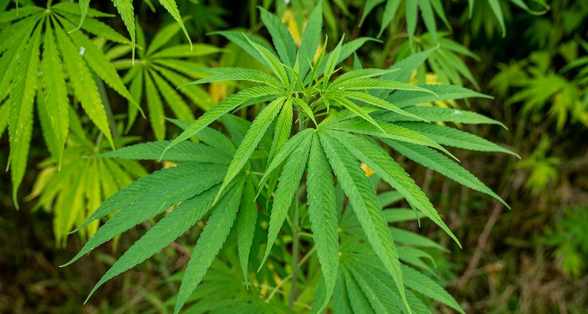cannabis 102 systematic reviews 2026