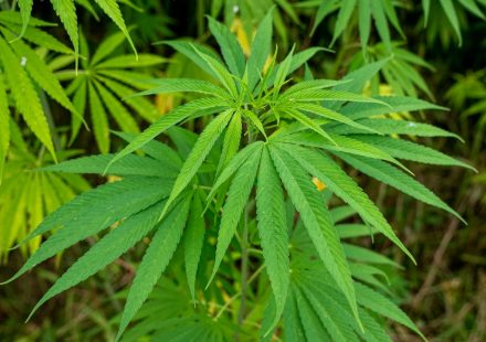 cannabis 102 systematic reviews 2026