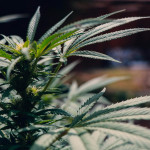cannabis Tourette syndrome treatment