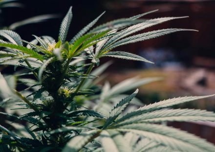 cannabis Tourette syndrome treatment