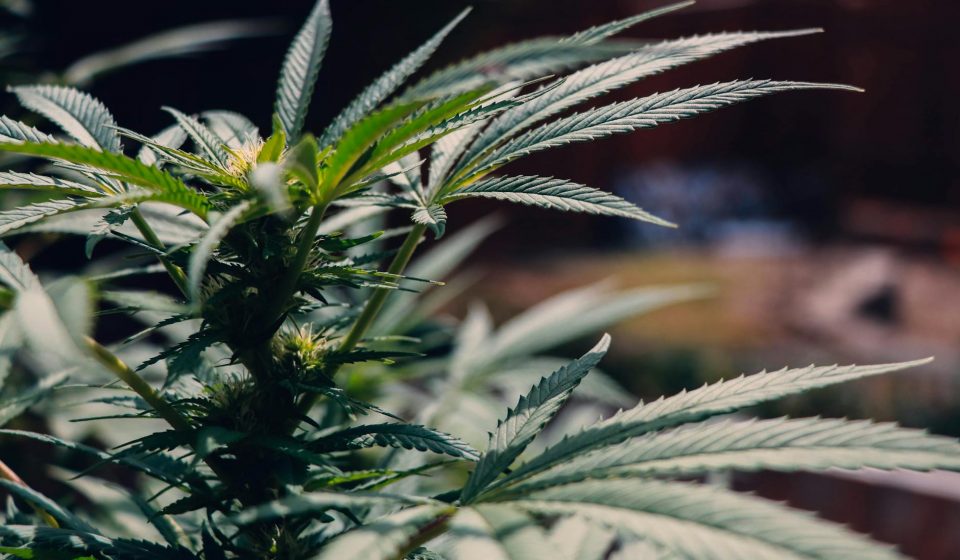 cannabis Tourette syndrome treatment