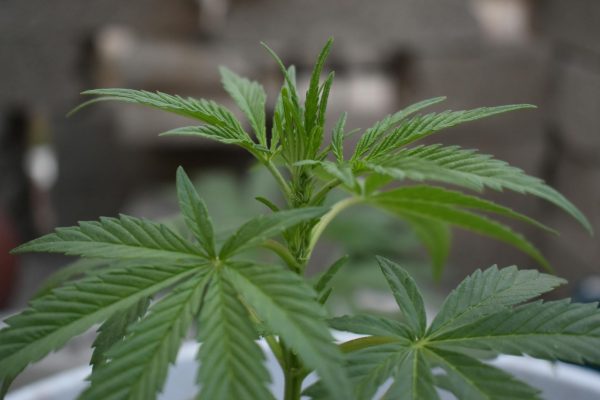 CED Clinic: Personalized Cannabis Medicine 385 Cannabis and Testosterone: A Swiss Study Challenges Conventional Wisdom – Newsweed