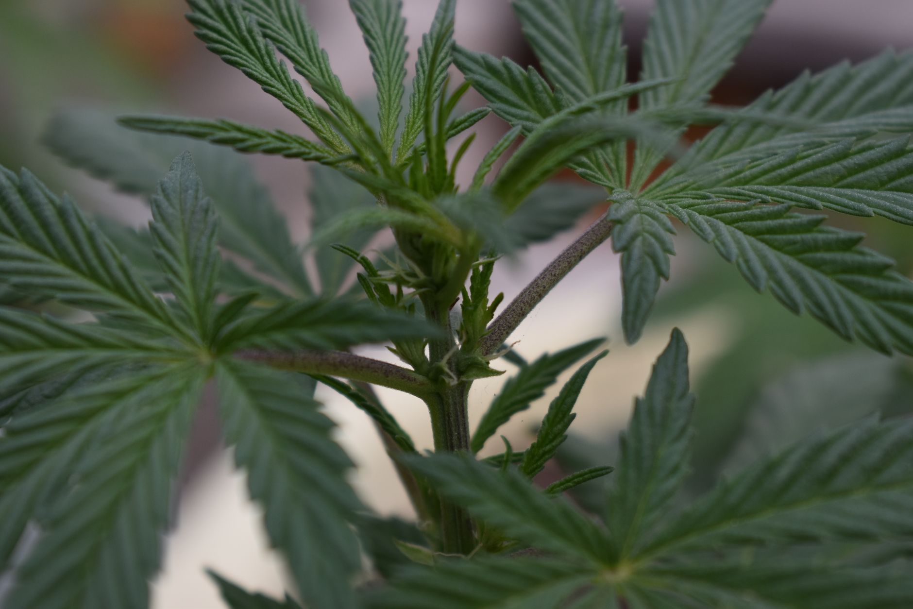 CED Cannabis Science Digest: 3 Oncology, Prenatal, and Veterinary CBD Signals