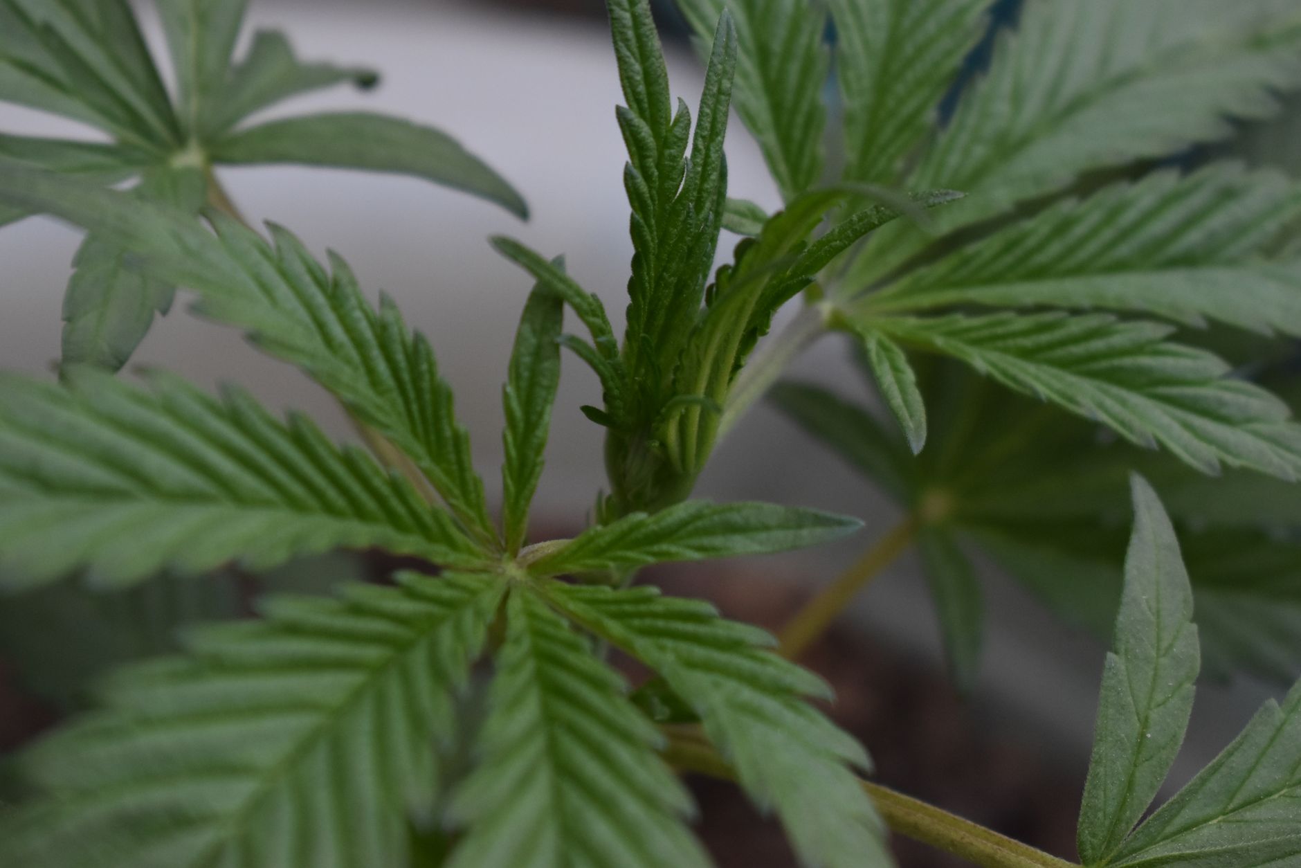 20 years later, New Zealand scraps licensing and sets THC limit for hemp at 1.0%