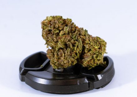 Cannabis loyalty isn't built on high-potency THC – it's built on trust