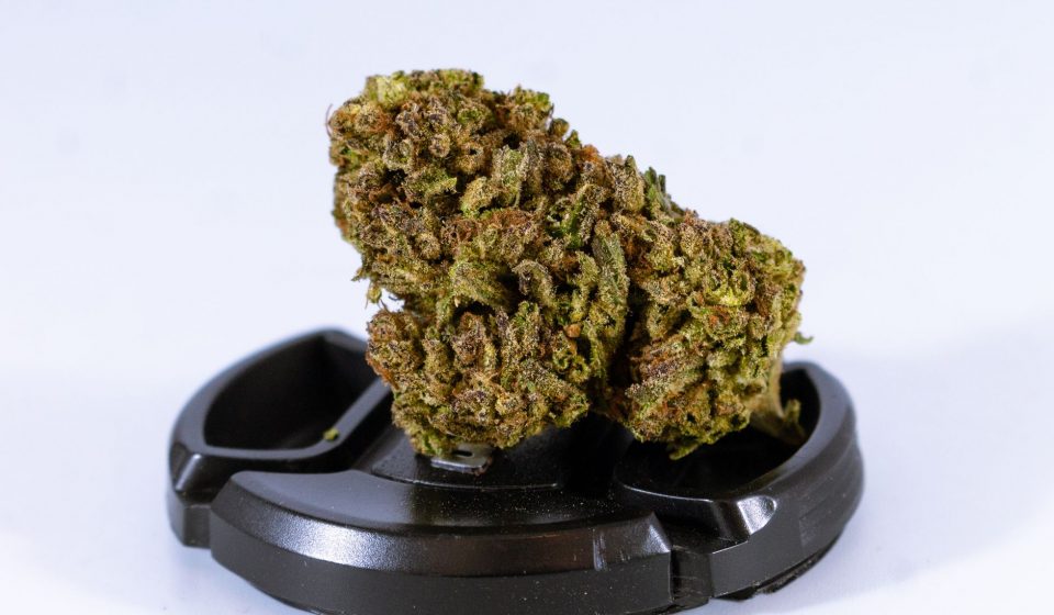 Cannabis loyalty isn't built on high-potency THC – it's built on trust