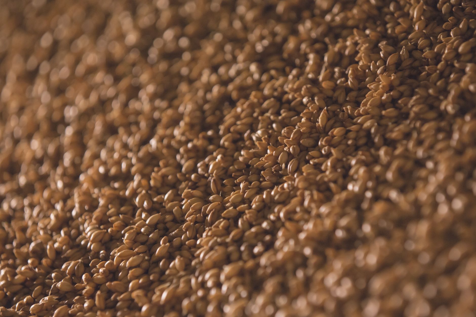 Hybrid seeds could stabilize cannabis crops – EurekAlert!