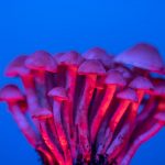 Millions of People Have Used Psilocybin in the Past Year | Cannabis Equipment News