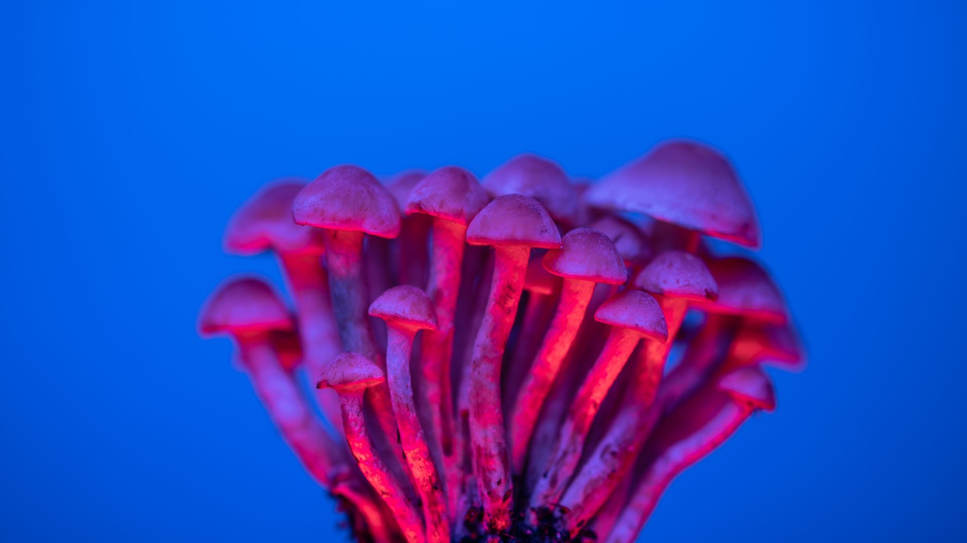 CED Clinic: Personalized Cannabis Medicine 280 Millions of People Have Used Psilocybin in the Past Year | Cannabis Equipment News