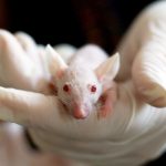 Rats Get the Munchies Too, According to New Research