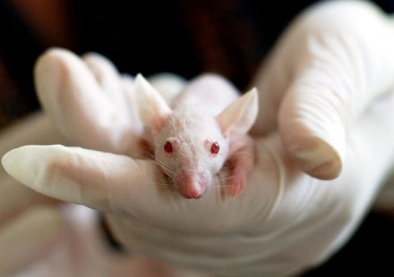 Rats Get the Munchies Too, According to New Research