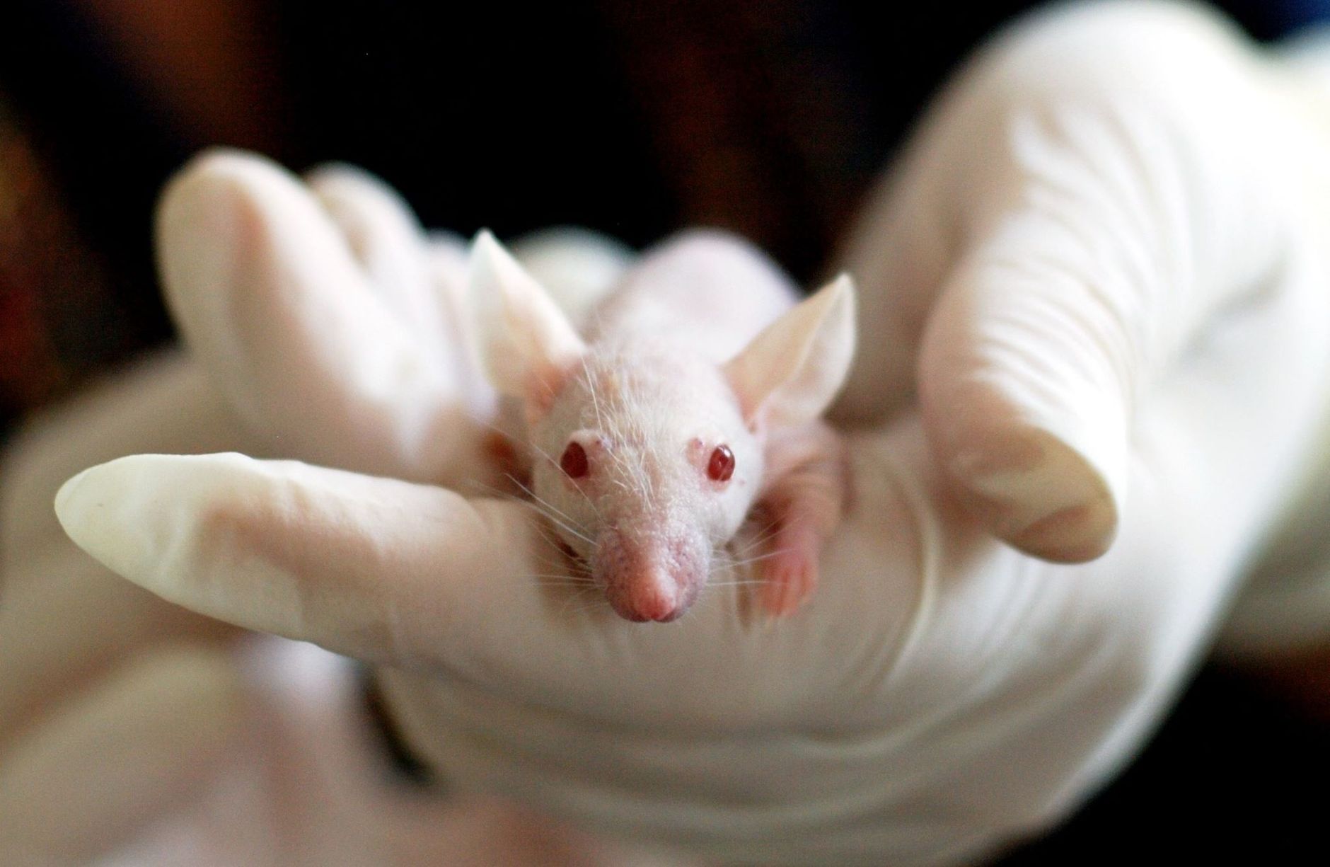 Rats Get the Munchies Too, According to New Research