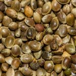 Michigan Lawmaker warns federal proposal could reclassify cannabis seeds