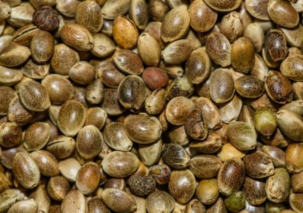 Michigan Lawmaker warns federal proposal could reclassify cannabis seeds