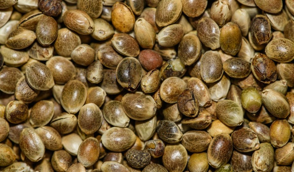 Michigan Lawmaker warns federal proposal could reclassify cannabis seeds