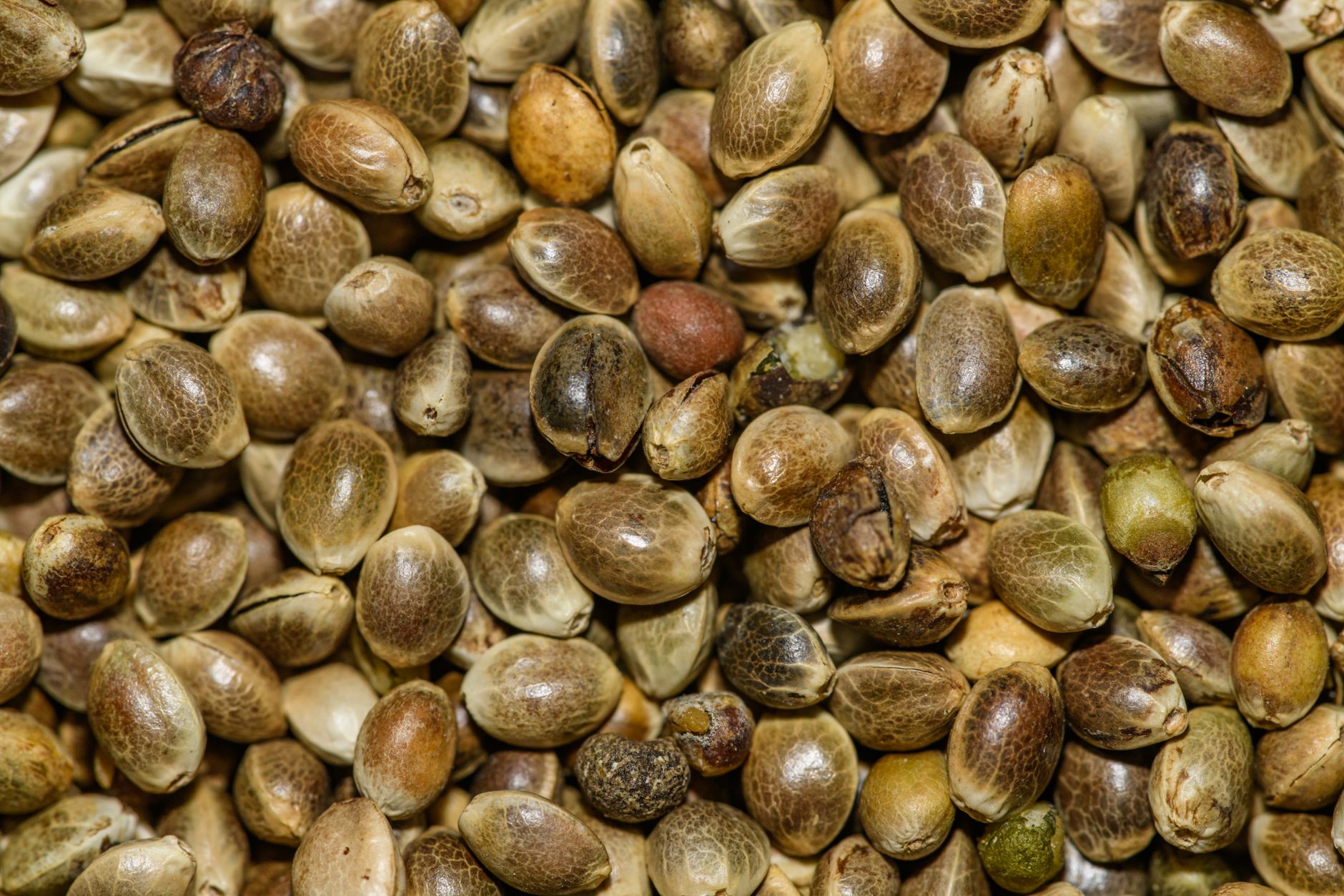 Michigan Lawmaker warns federal proposal could reclassify cannabis seeds