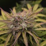 A growing body of preclinical research suggests CBD may reduce neuroinflammation ...