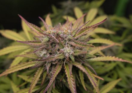 A growing body of preclinical research suggests CBD may reduce neuroinflammation ...