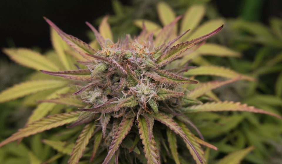 A growing body of preclinical research suggests CBD may reduce neuroinflammation ...