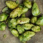 National Assembly Forum Explores Future of Hops-Derived CBD Industry