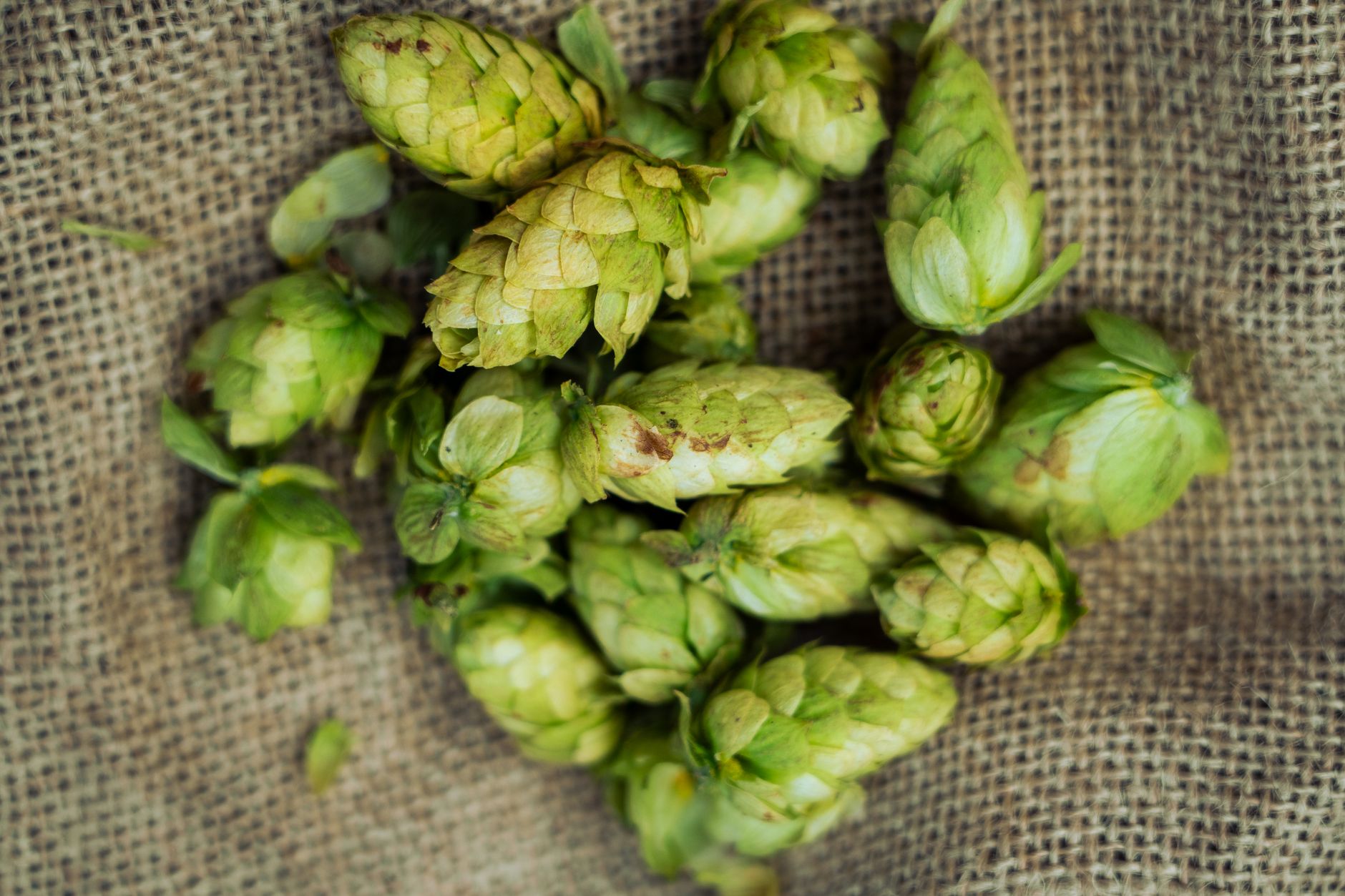 National Assembly Forum Explores Future of Hops-Derived CBD Industry 30 National Assembly Forum Explores Future of Hops-Derived CBD Industry