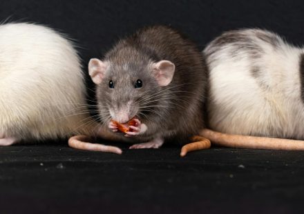 Lesser-known cannabis compounds show promise for treating alcohol addiction in rats